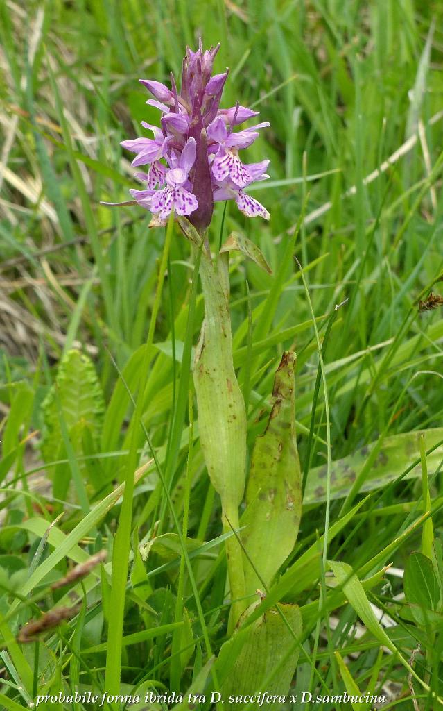 Monti della Laga, N.widderi, P.albida var. tricuspis e altre orchidee 27 giugno 2015